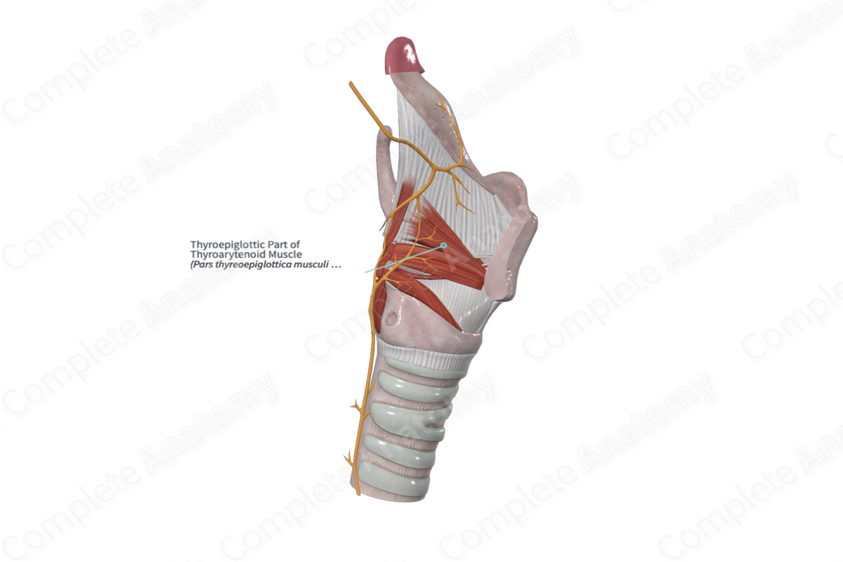 Thyroepiglottic Part of Thyroarytenoid Muscle 