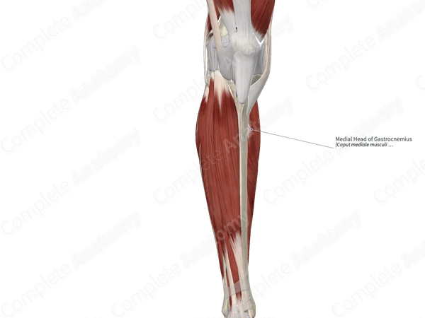 Medial Head of Gastrocnemius