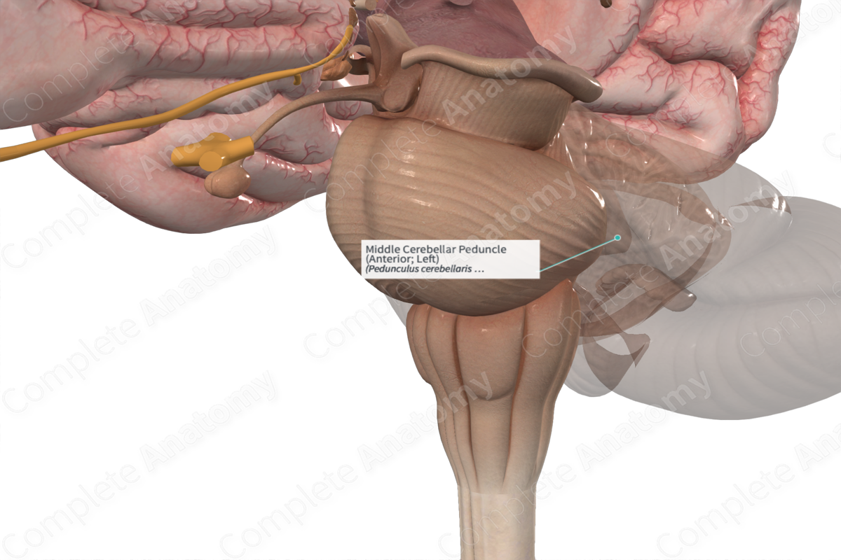 Middle Cerebellar Peduncle (Anterior; Left)