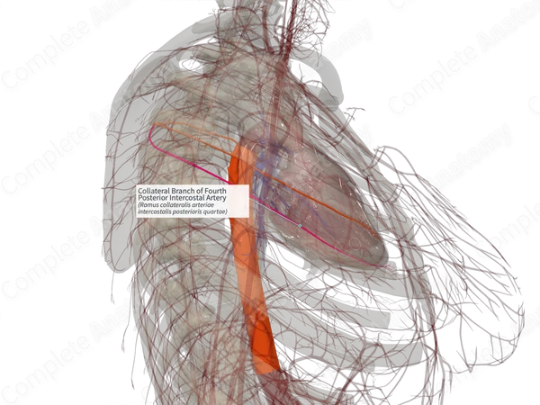 Collateral Branch of Fourth Posterior Intercostal Artery (Right)