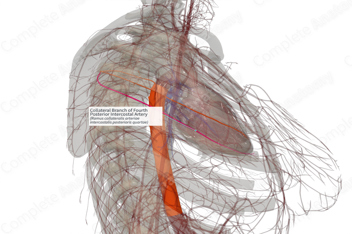 Collateral Branch of Fourth Posterior Intercostal Artery (Right)