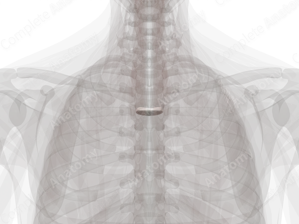 Intervertebral Symphysis (T3-T4)