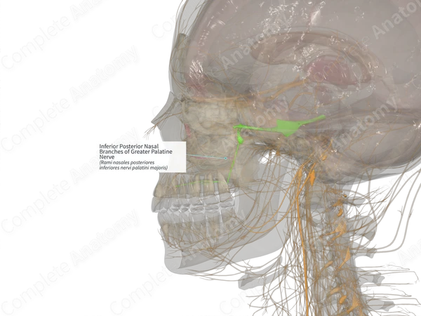 Inferior Posterior Nasal Branches of Greater Palatine Nerve (Right)