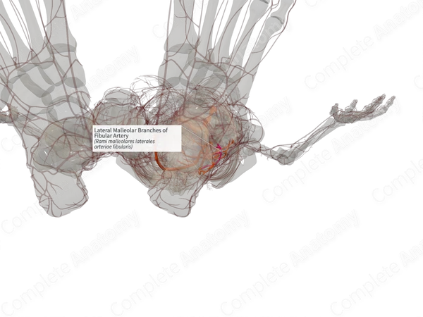 Lateral Malleolar Branches of Fibular Artery (Right)
