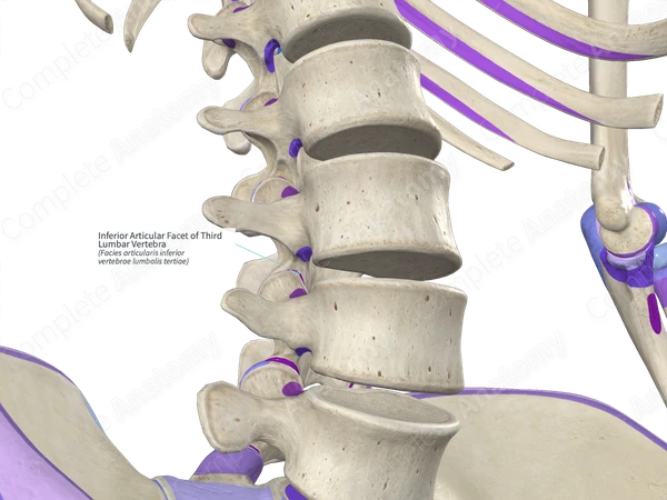 Inferior Articular Facet of Third Lumbar Vertebra (Right)