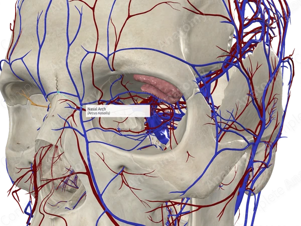 Nasal Arch