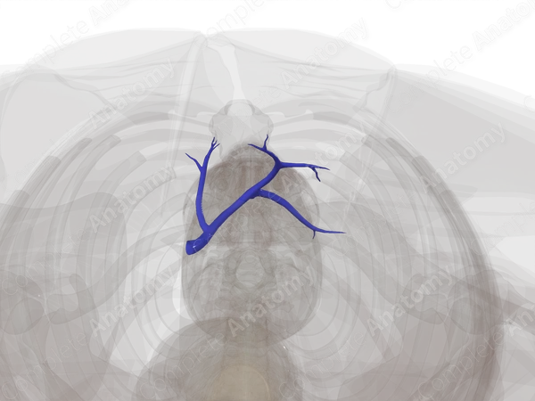 Left Branch of Hepatic Portal Vein