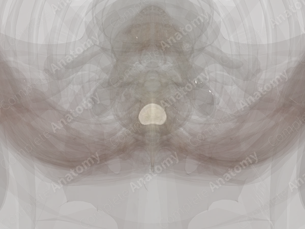 Intervertebral Disc (T4-T5)
