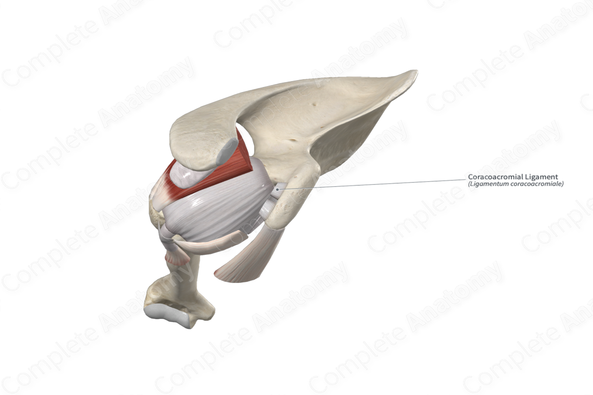 Coracoacromial Ligament 