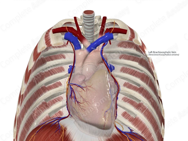 Left Brachiocephalic Vein