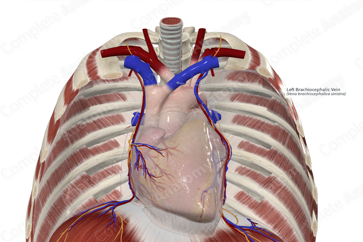 Left Brachiocephalic Vein