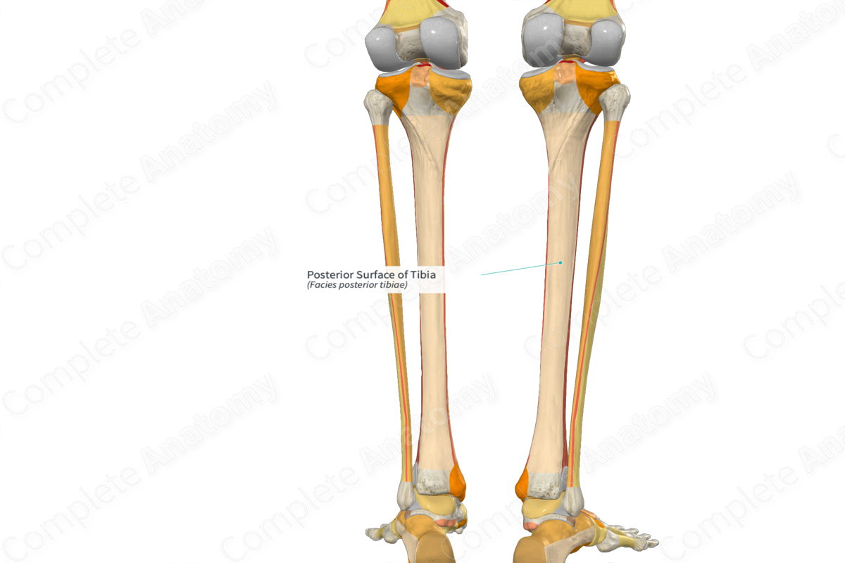 Posterior Surface of Tibia