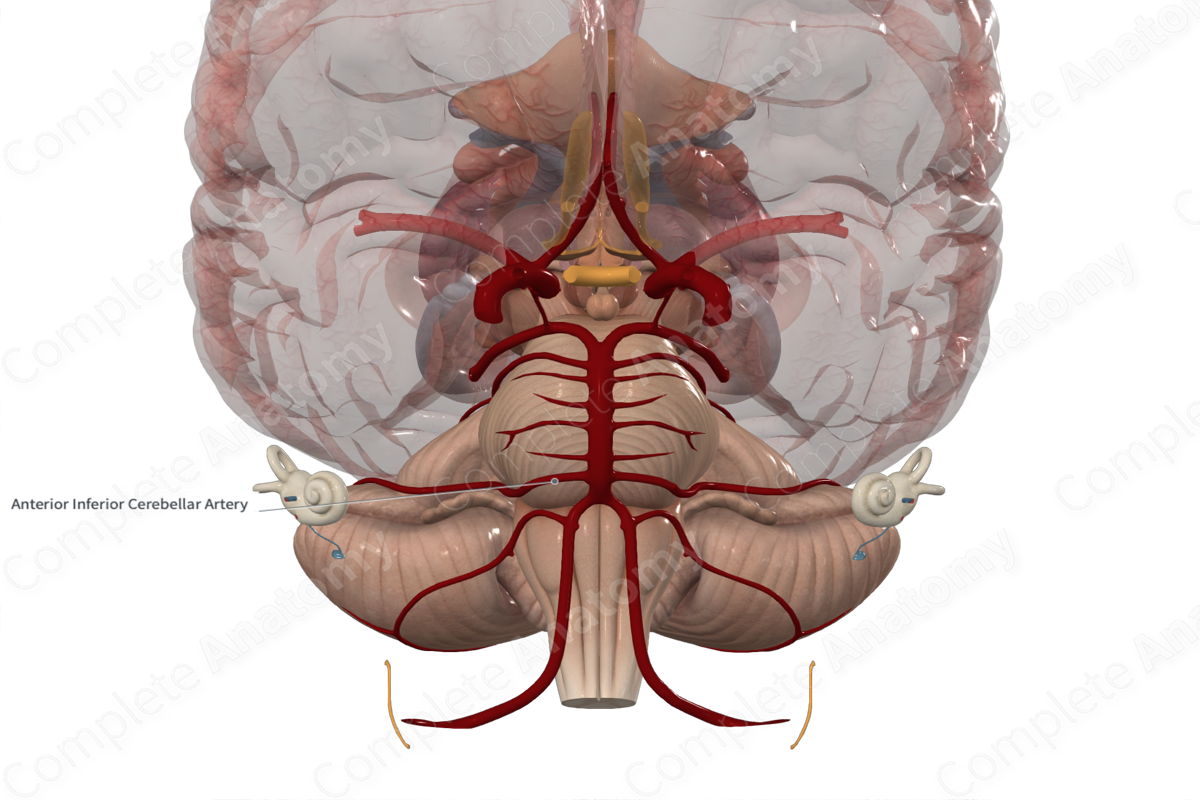Anterior Inferior Cerebellar Artery 