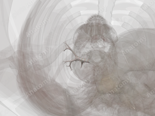 Bronchi of Superior Lobe of Right Lung