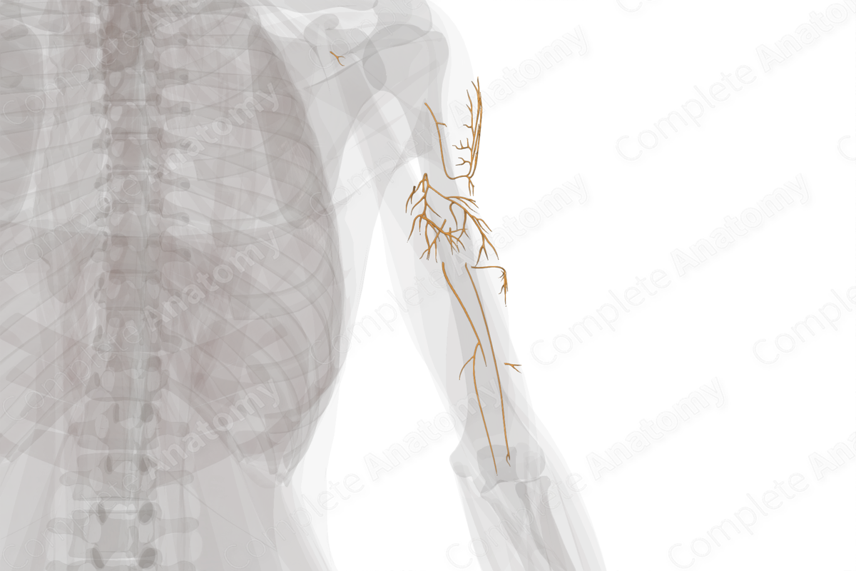 Nerves of Arm (Left) | Complete Anatomy