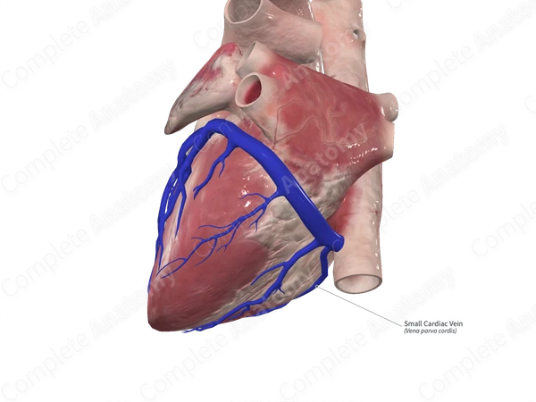 Small Cardiac Vein