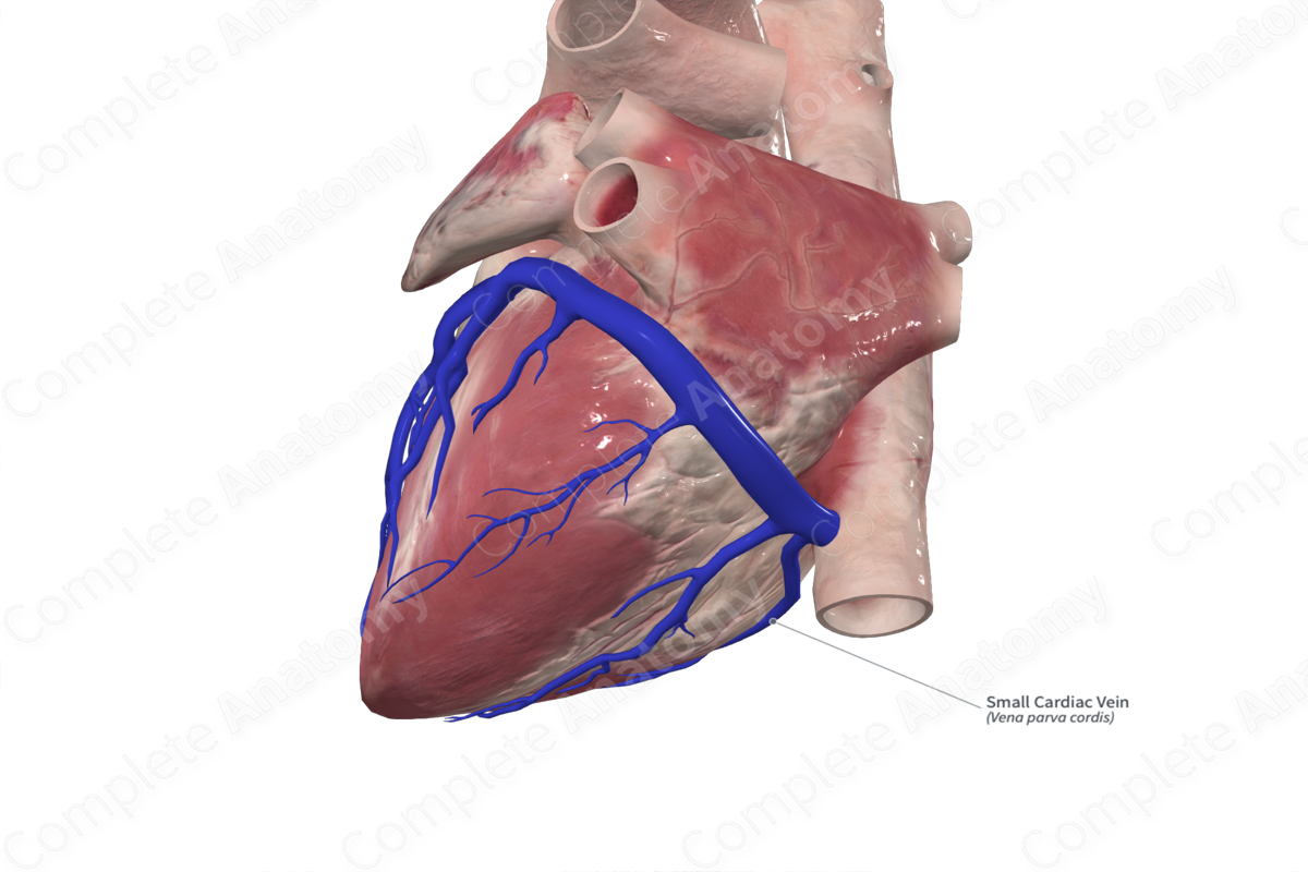 Small Cardiac Vein