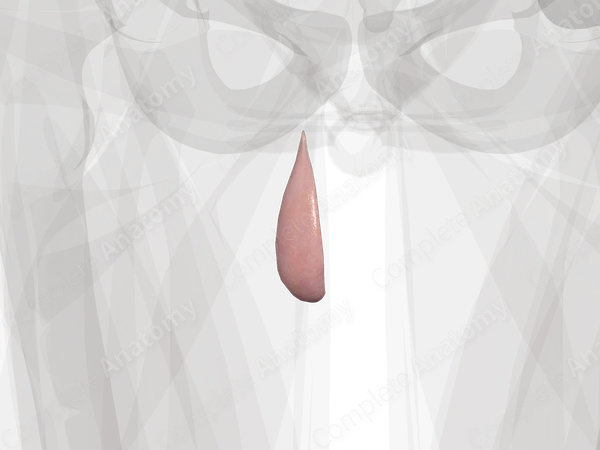 Testis (Lateral Part; Left)