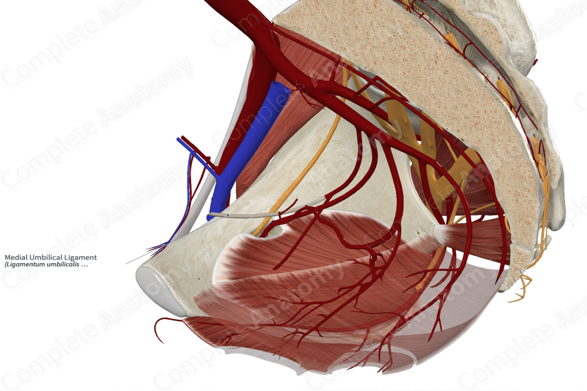 Medial Umbilical Ligament 