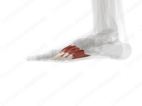 Fourth Layer of Muscles of Plantar Part of Foot (Left)