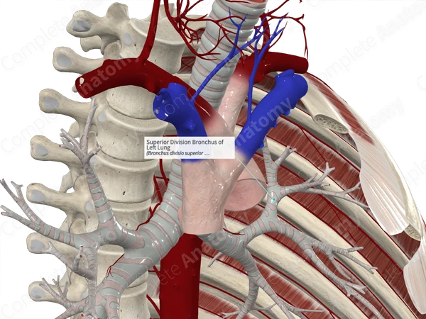 Superior Division Bronchus of Left Lung