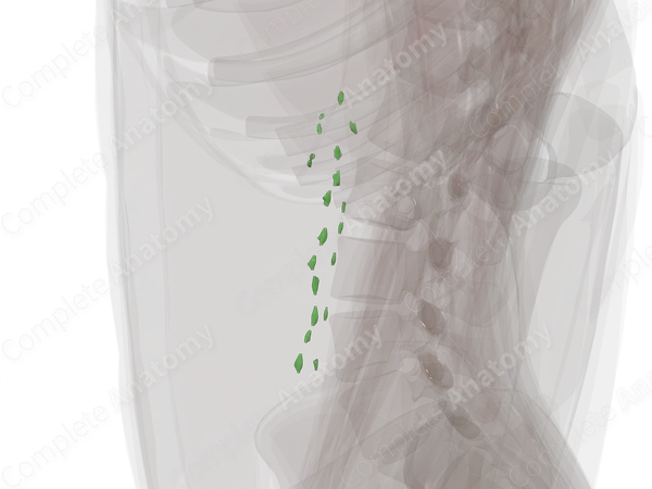 Left Lumbar Nodes