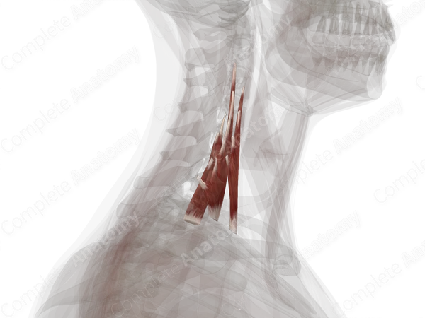 Scalene Muscles (Left)