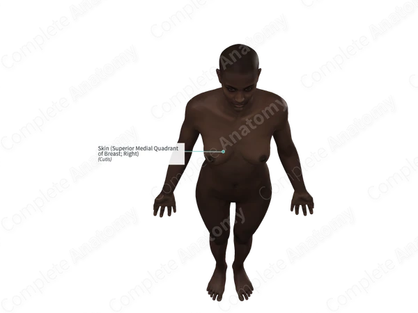Skin (Superior Medial Quadrant of Breast; Right)