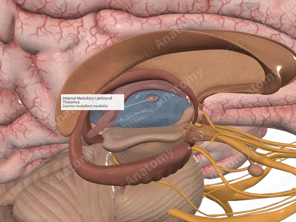 Internal Medullary Lamina of Thalamus