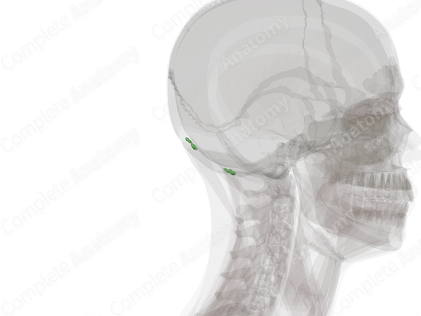 Occipital Nodes
