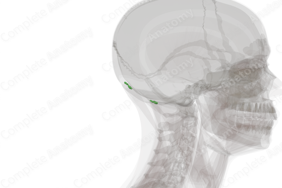 Occipital Nodes