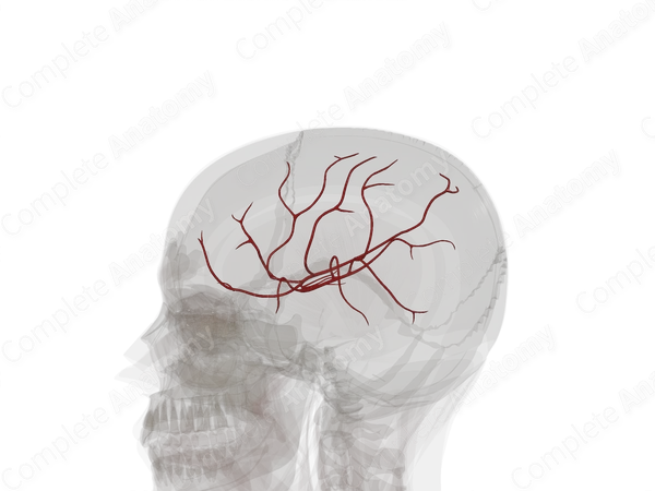 Branches of Middle Cerebral Artery (Left)