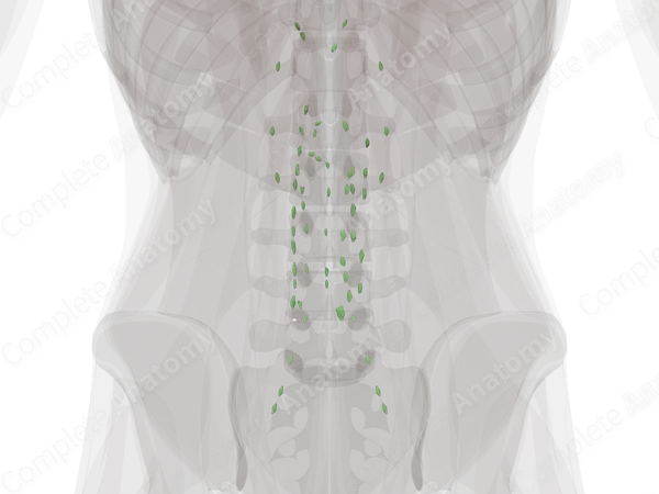 Parietal Abdominal Lymph Nodes
