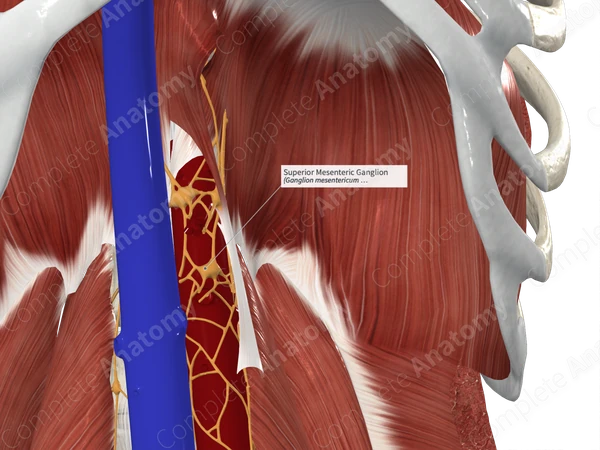 Superior Mesenteric Ganglion
