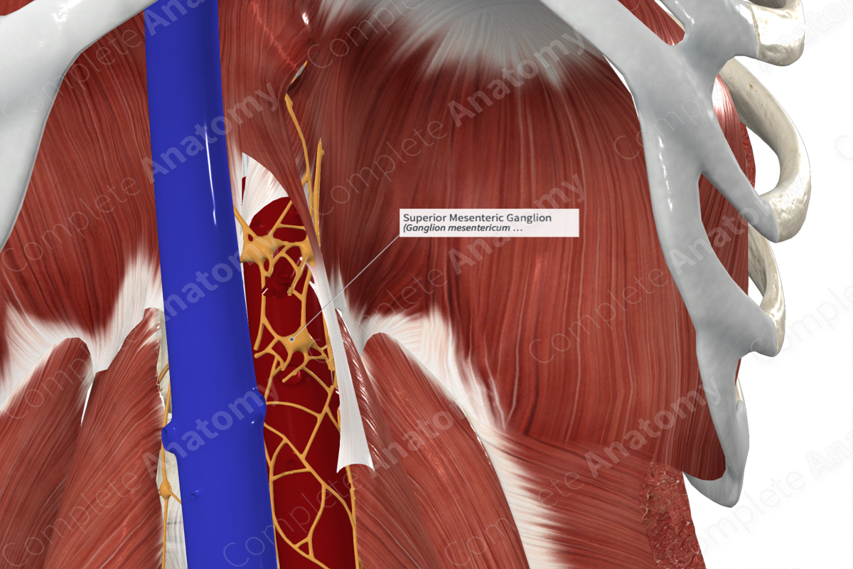 Superior Mesenteric Ganglion