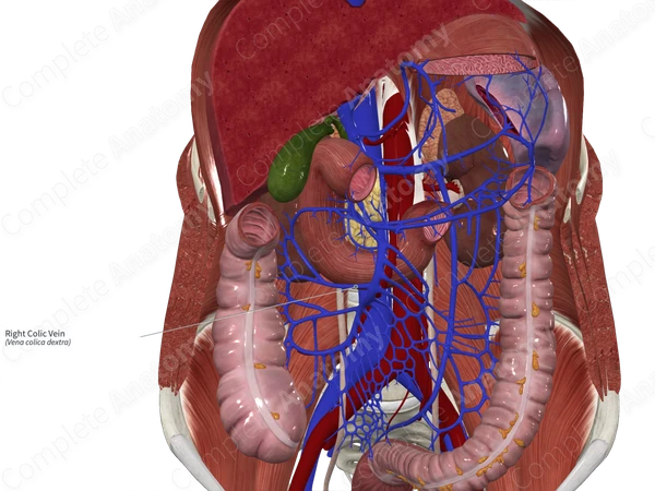 Right Colic Vein