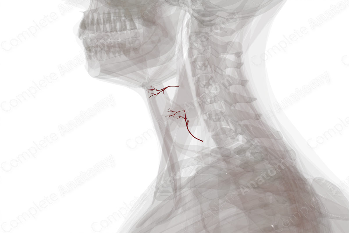 Arteries of Larynx (Left)