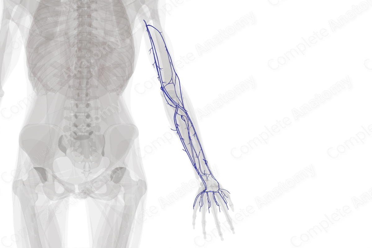 Deep Veins of Upper Limb (Left) | Complete Anatomy