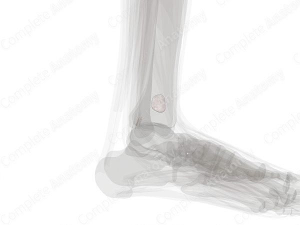 Bursae of Ankle Joint (Left)