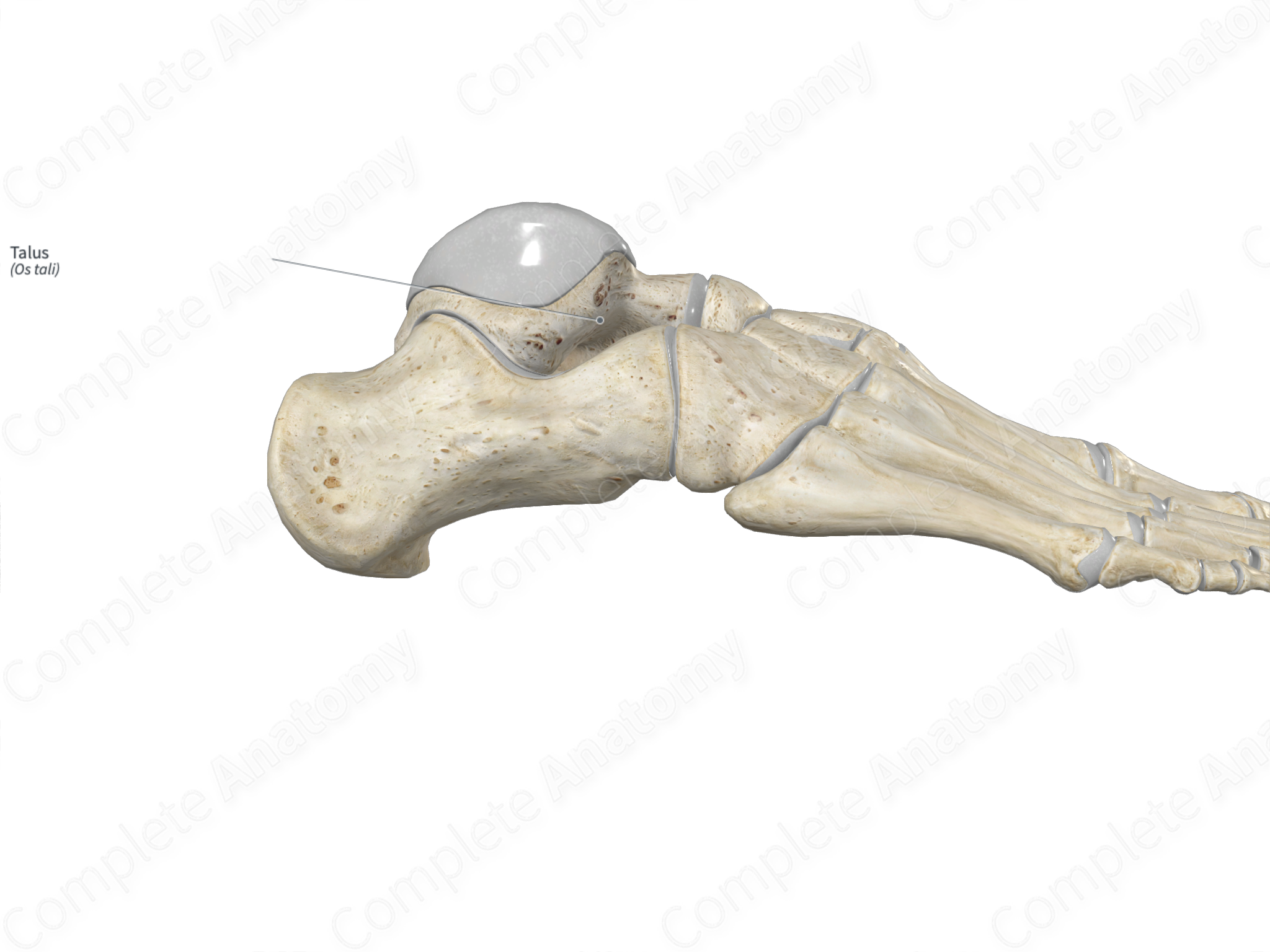 talus bone labeled