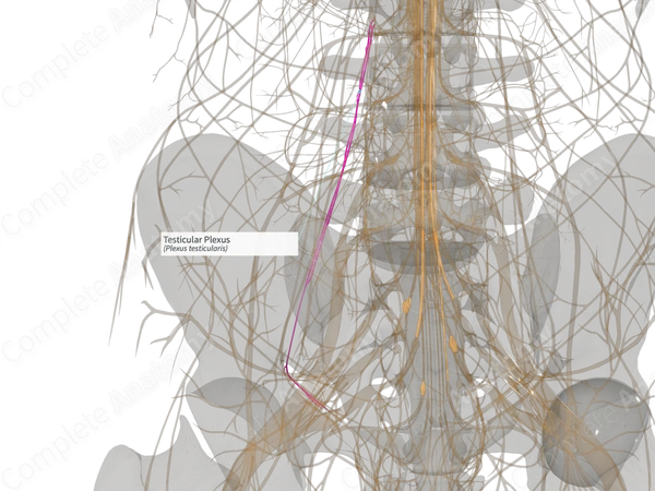Testicular Plexus (Left)