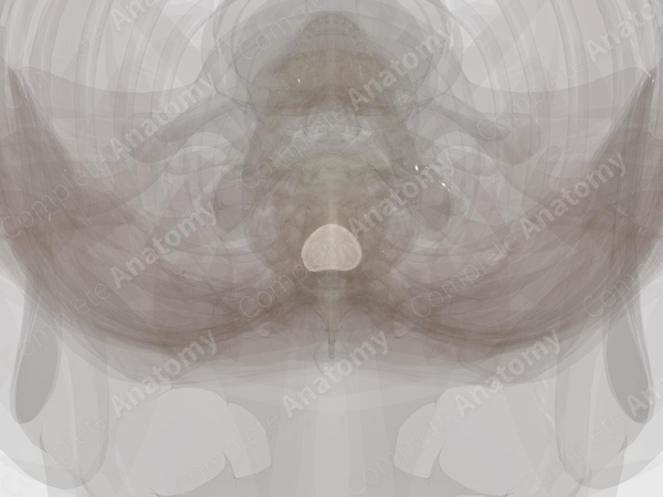 Intervertebral Symphysis (T5-T6)