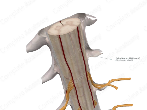Spinal Arachnoid (Thoracic)
