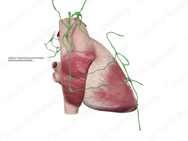 Inferior Tracheobronchial Nodes