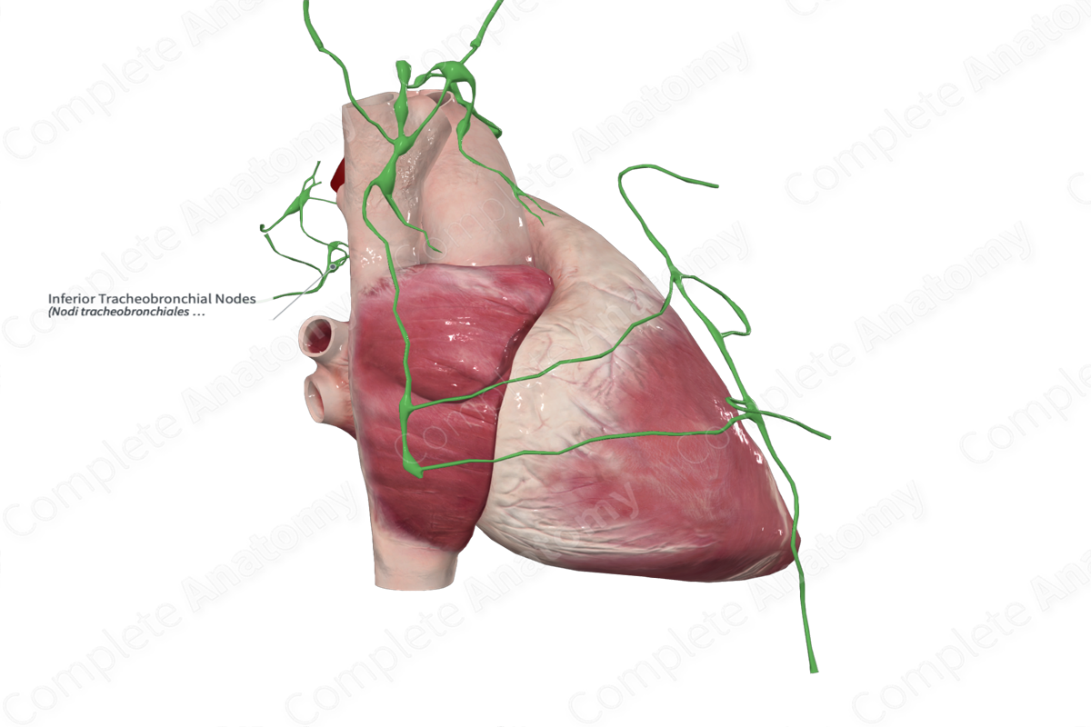 Inferior Tracheobronchial Nodes