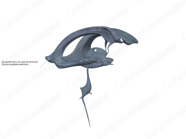 Occipital Horn of Lateral Ventricle Complete Anatomy