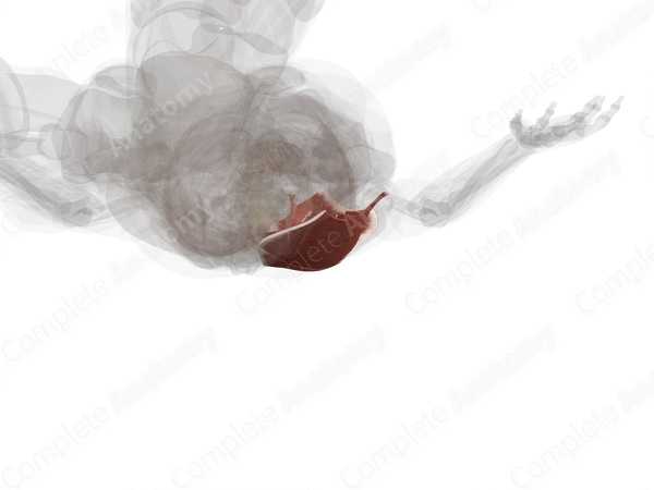Extrinsic Muscles of Back (Left)