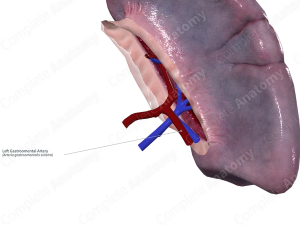 Left Gastroomental Artery