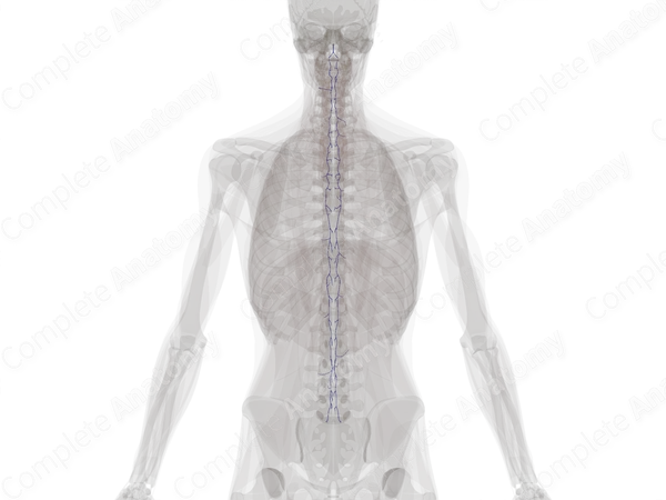 Posterior External Vertebral Venous Plexus