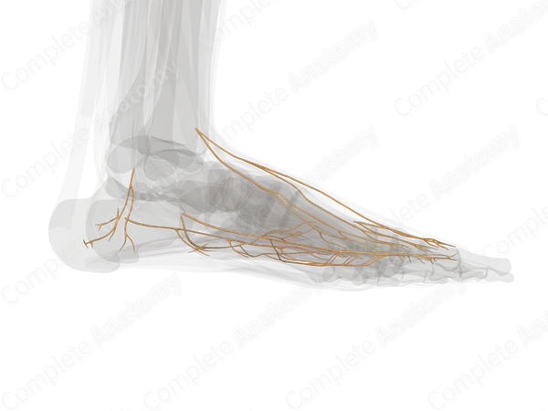 Nerves of Ankle & Foot (Left)